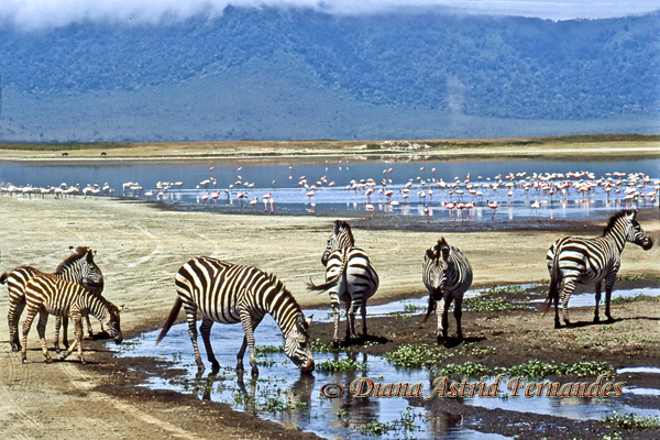 Burchell-Zebra-herd-Ngorongoro-Crater-Tanzania